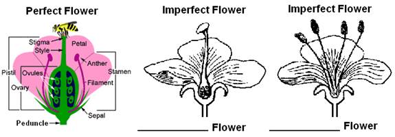 chapter-23-seedplants-angiosperms